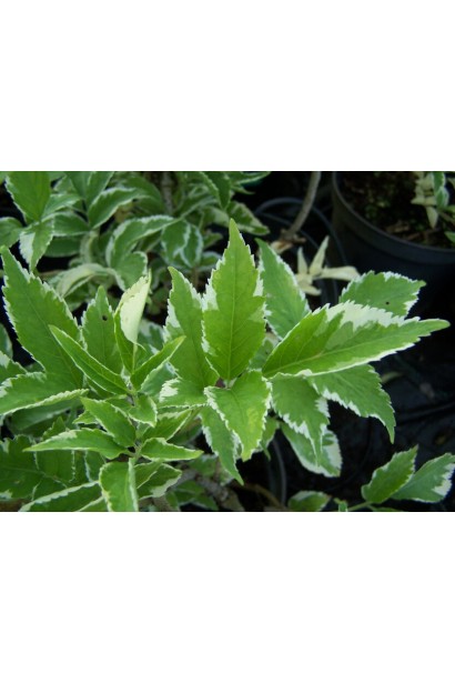 Бузина чорна Варієгата зелене листя з кремово-білою облямівкою